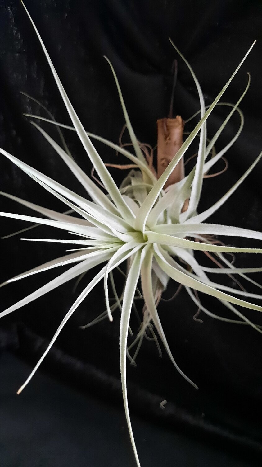 Tillandsia gardneri Tillandsia gardneri