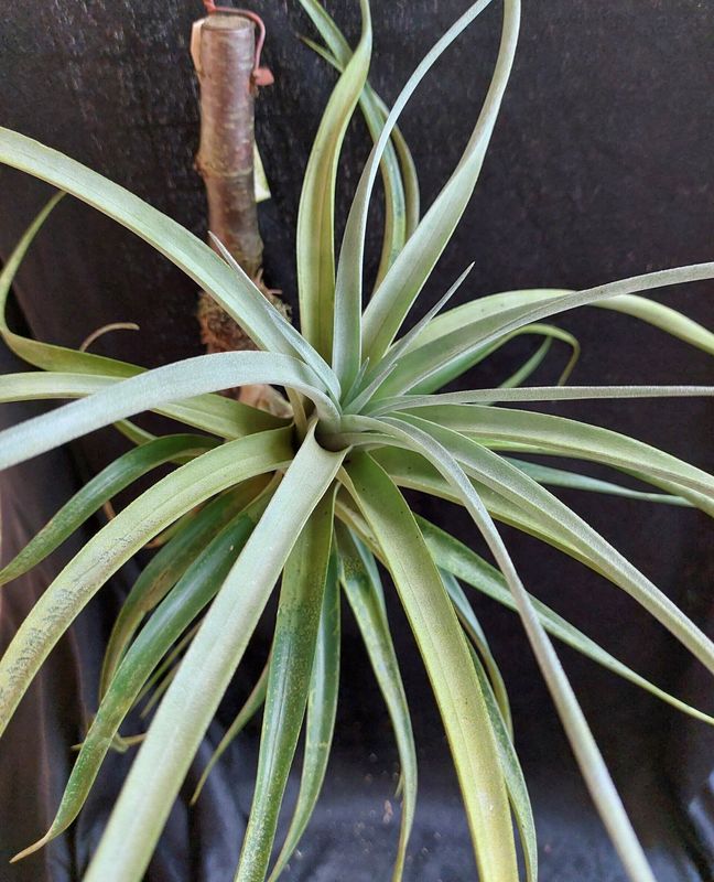 Tillandsia ixioides Tillandsia ixioides