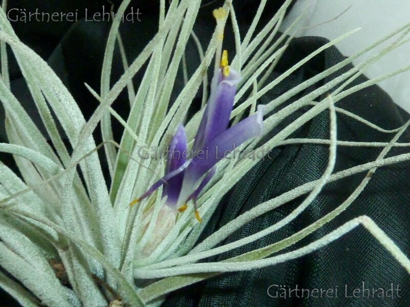 Tillandsia oaxacana (velickiana) Tillandsia oaxacana (velickiana)