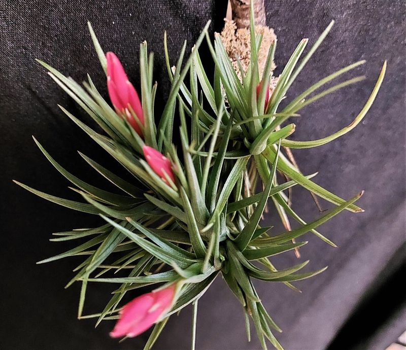 Tillandsia pulchella Tillandsia pulchella