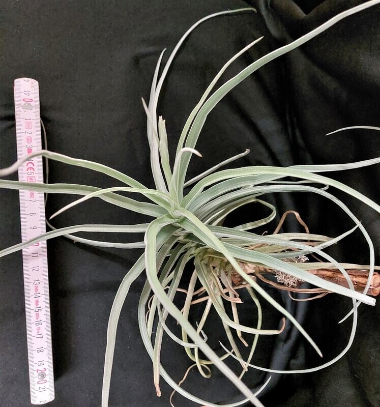 Tillandsia reichenbachii Tillandsia reichenbachii