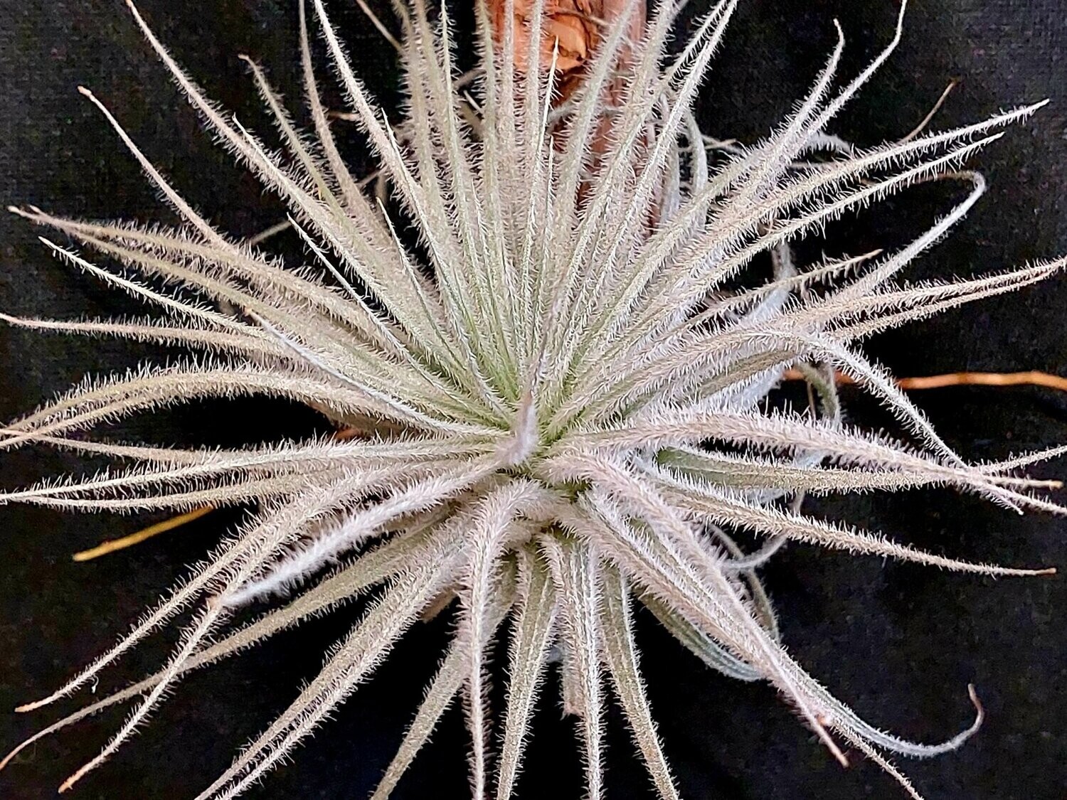 Tillandsia tectorum Tillandsia tectorum