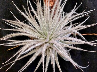Tillandsia tectorum Tillandsia tectorum