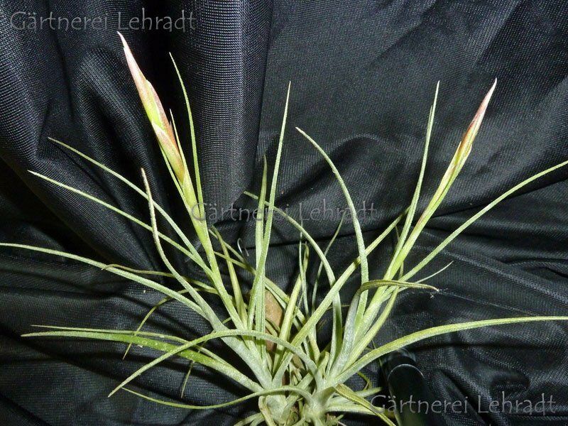 Tillandsia simulata Tillandsia simulata