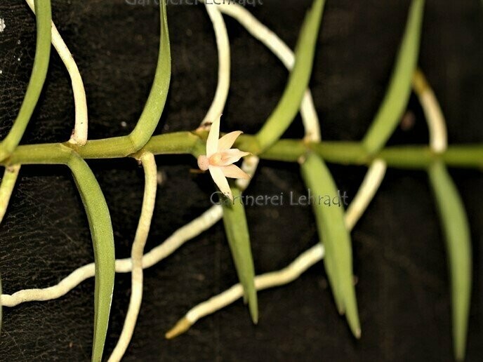 Angraecum erectum Angraecum erectum