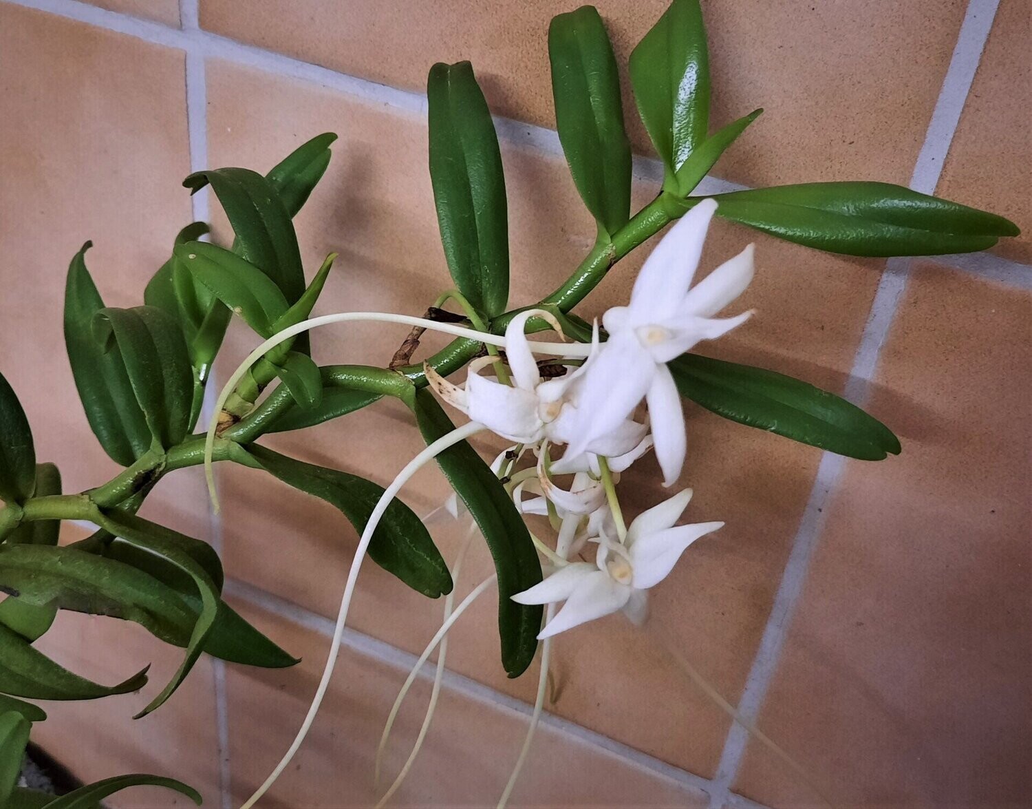 Angraecum florulentum