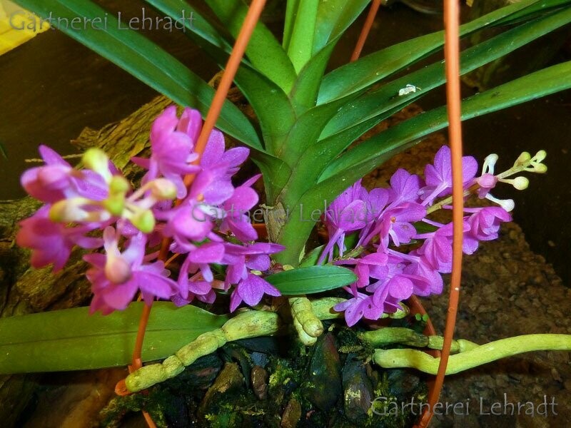 Ascocentrum ampullaceum Ascocentrum ampullaceum