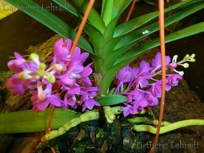 Ascocentrum ampullaceum Ascocentrum ampullaceum