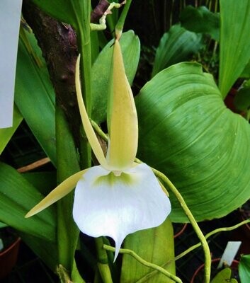 Angraecum infundibulare