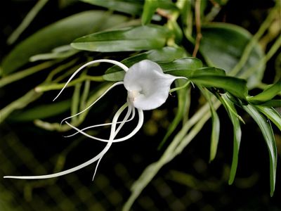 Angraecum germinyanum