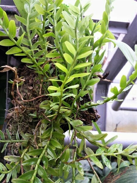 Appendicula lucida Appendicula lucida