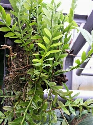 Appendicula lucida Appendicula lucida