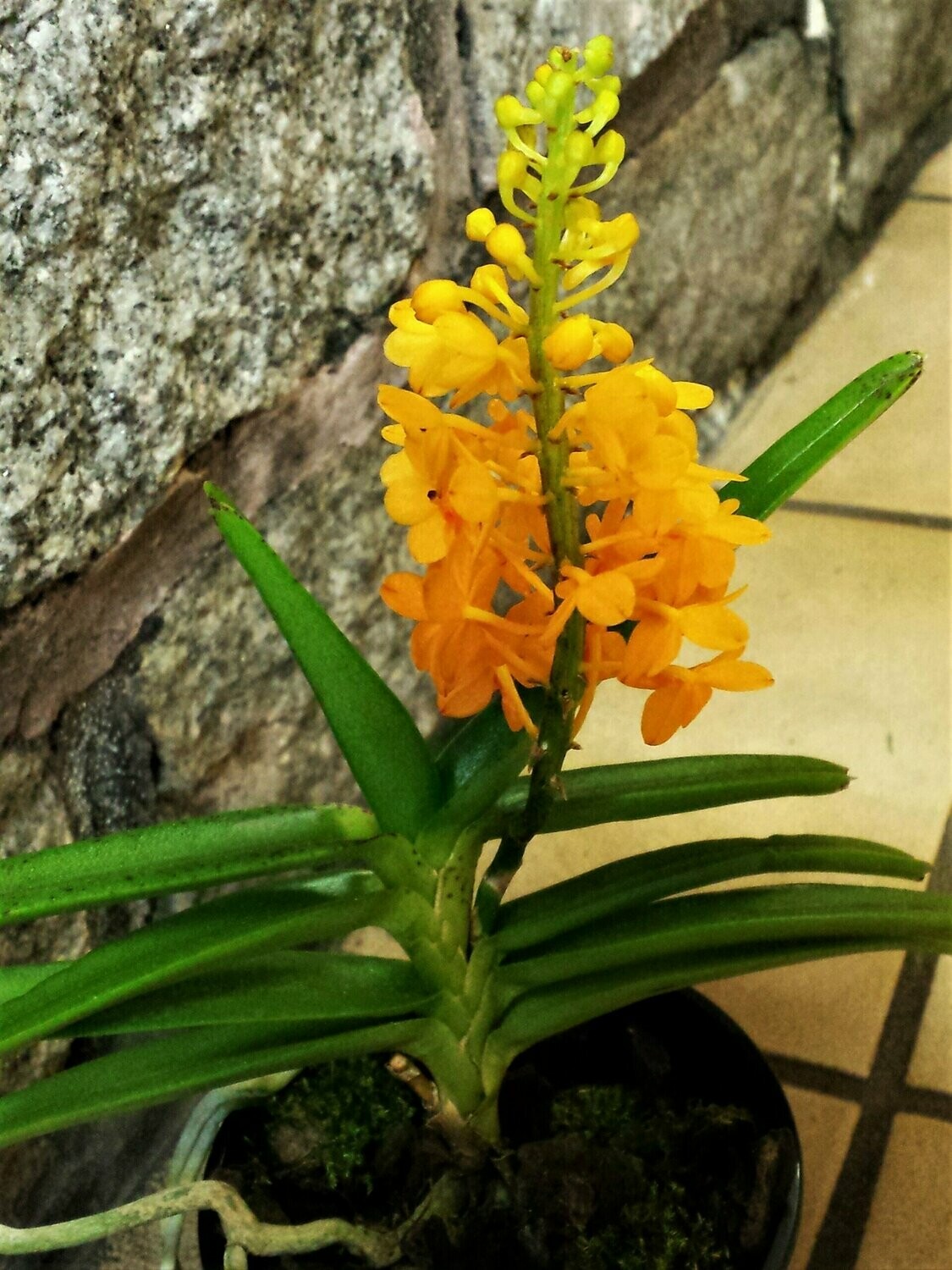 Ascocentrum miniatum