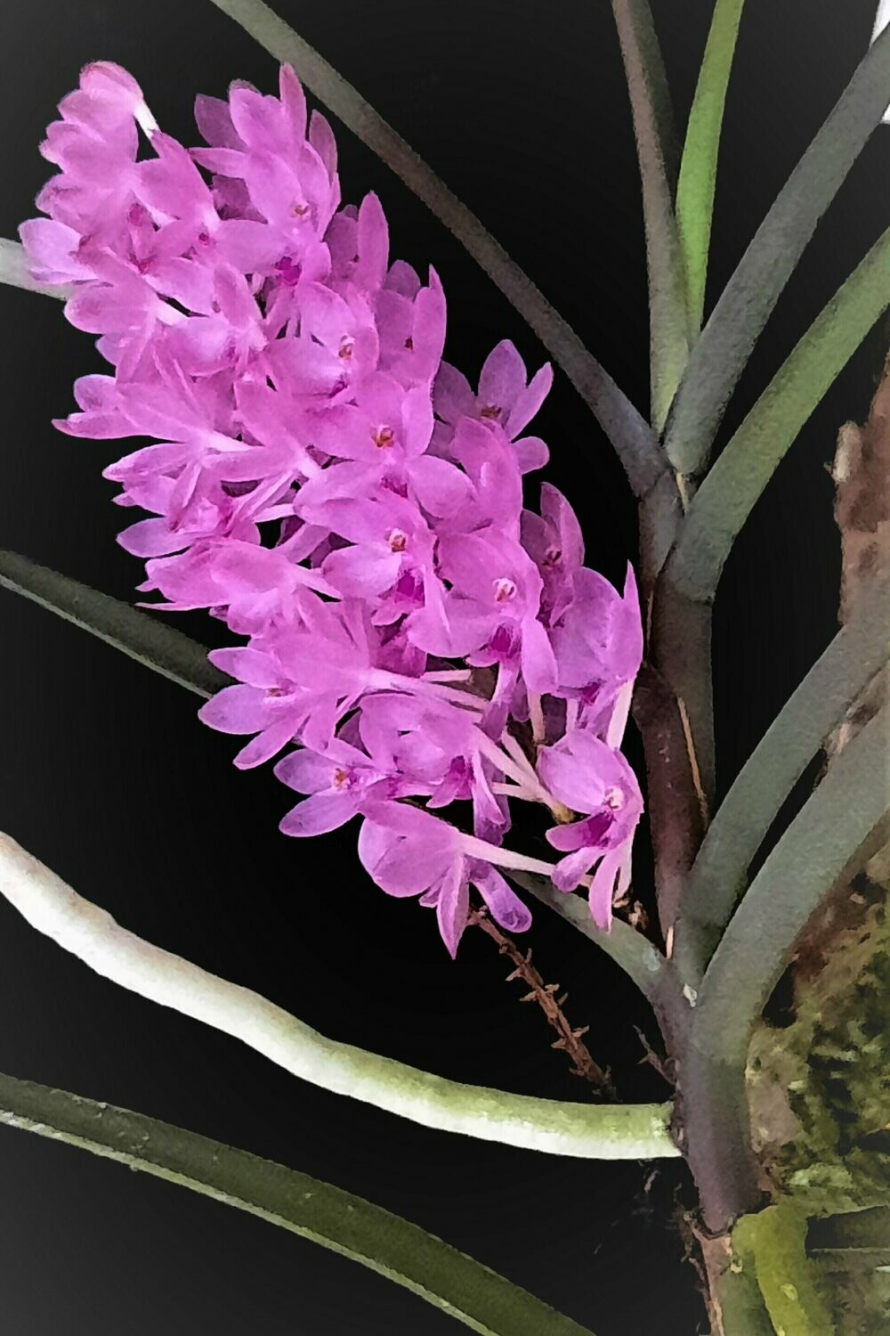 Ascocentrum christensonianum Ascocentrum christensonianum