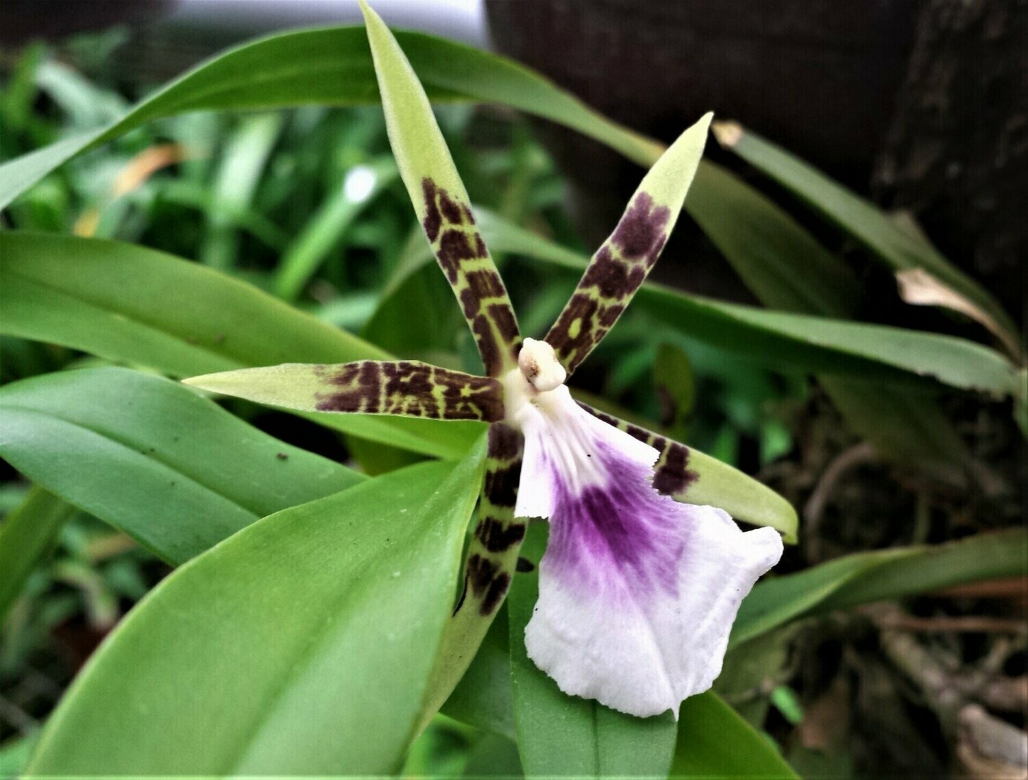 Aspasia lunata