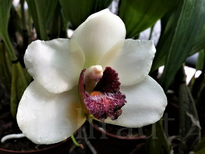 Bifrenaria harrisoniae Bifrenaria harrisoniae