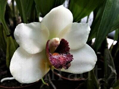 Bifrenaria harrisoniae Bifrenaria harrisoniae
