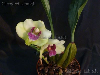 Bifrenaria harrisoniae Bifrenaria harrisoniae