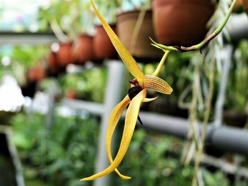 Bulbophyllum 'Wilbur Chang' Bulbophyllum 'Wilbur Chang'