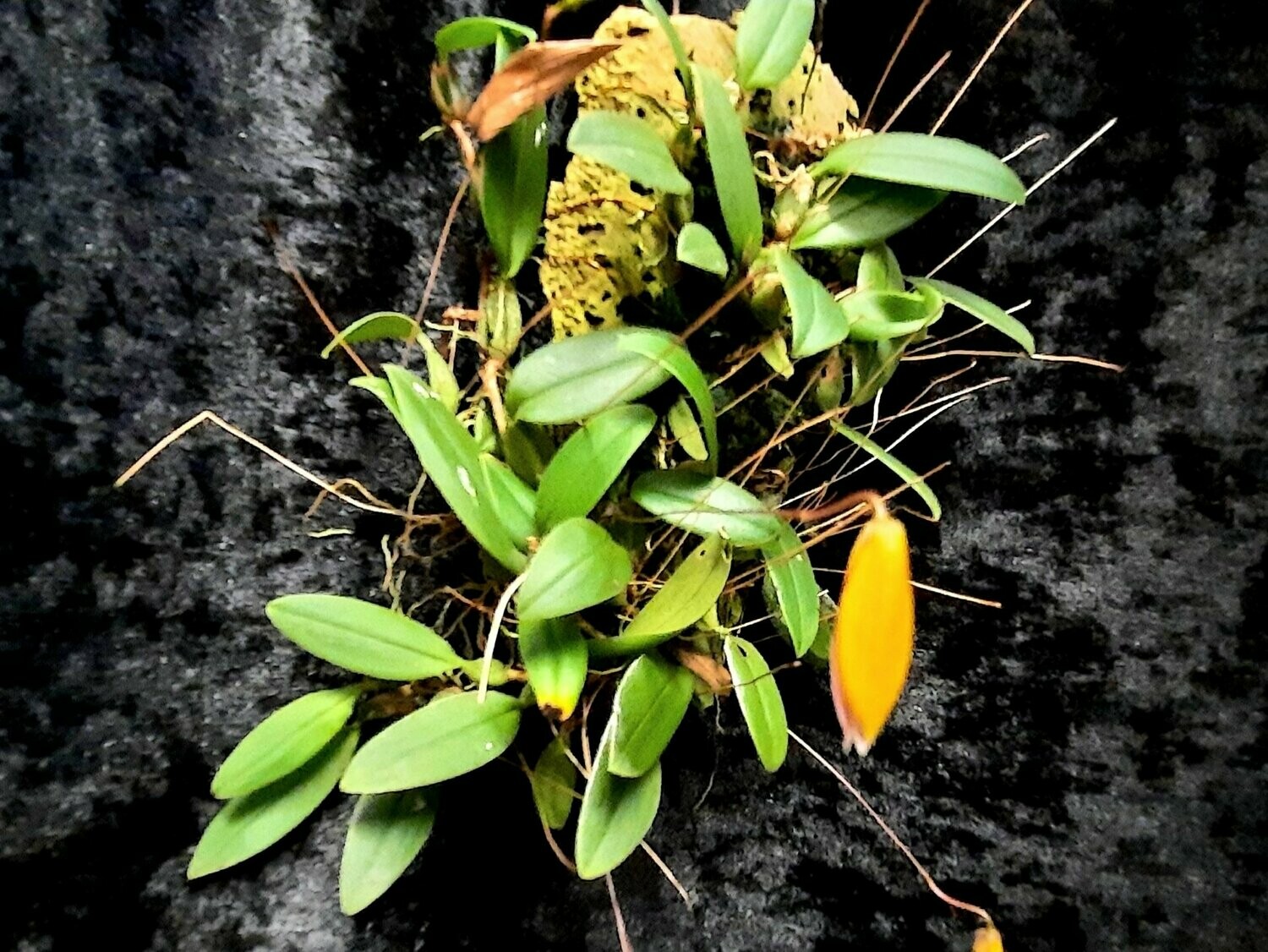 Bulbophyllum bolsteri