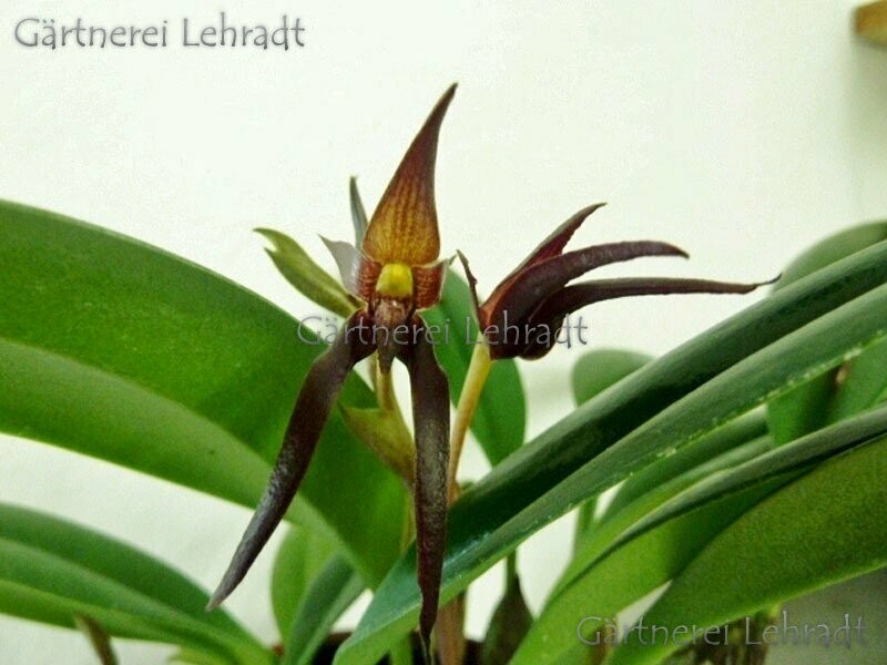 Bulbophyllum nymphopolitanum Bulbophyllum nymphopolitanum