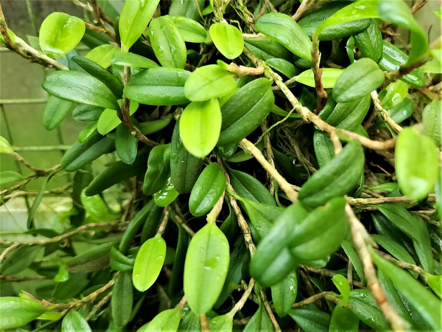 Bulbophyllum sessile Bulbophyllum sessile