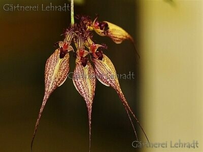 Cirrhopetalum ornatissimum (Bulbophyllum) Cirrhopetalum ornatissimum (Bulbophyllum)