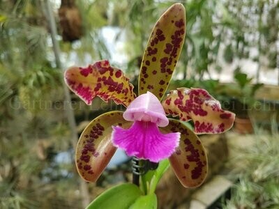 Cattleya guttata Cattleya guttata