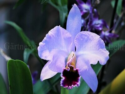 Cattleya percivaliana
