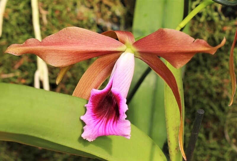 Laelia tenebrosa