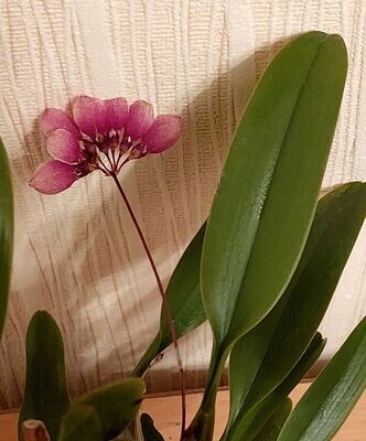 Cirrhopetalum lepidum Cirrhopetalum lepidum