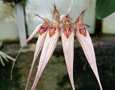 Cirrhopetalum longiissimum (Bulbophyllum) Cirrhopetalum longiissimum (Bulbophyllum)