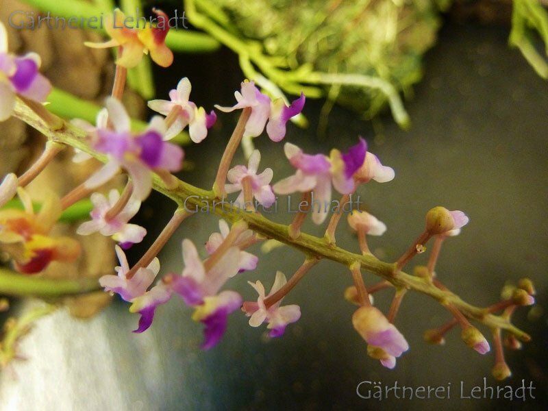 Cleisostoma simondii Cleisostoma simondii
