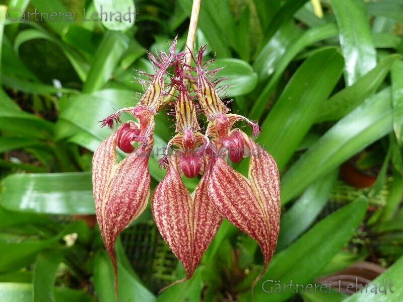Cirrhopetalum rothschildianum (Bulbophyllum) Cirrhopetalum rothschildianum (Bulbophyllum)