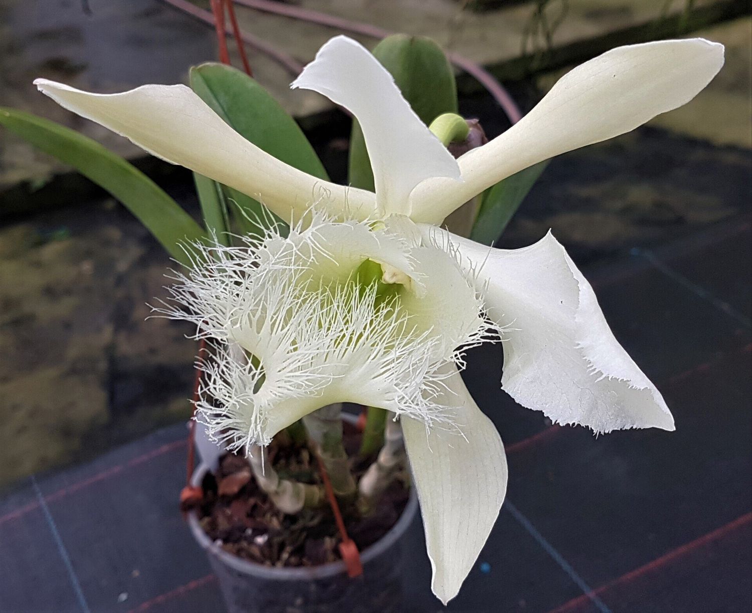 Rhyncholaelia digbyana Rhyncholaelia digbyana