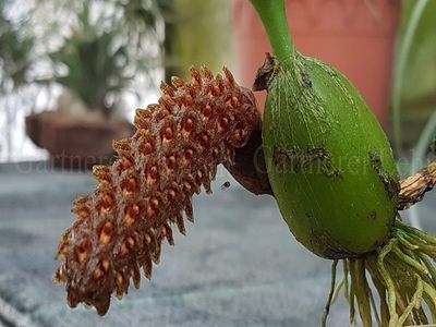 Bulbophyllum crassipes Bulbophyllum crassipes