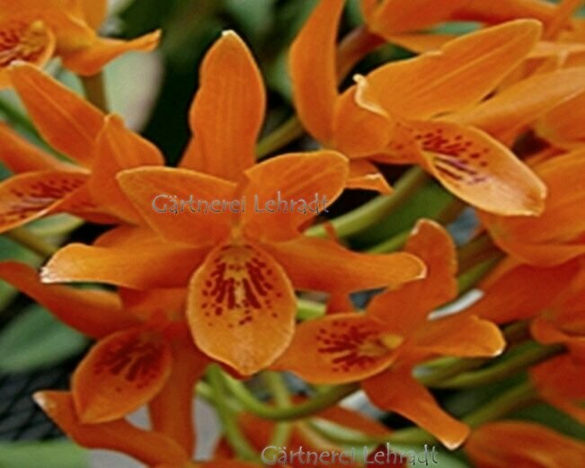C) Cattleya (Guarianthe) aurantiaca