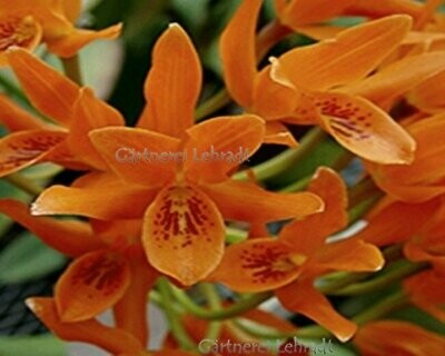 C) Cattleya (Guarianthe) aurantiaca C) Cattleya (Guarianthe) aurantiaca