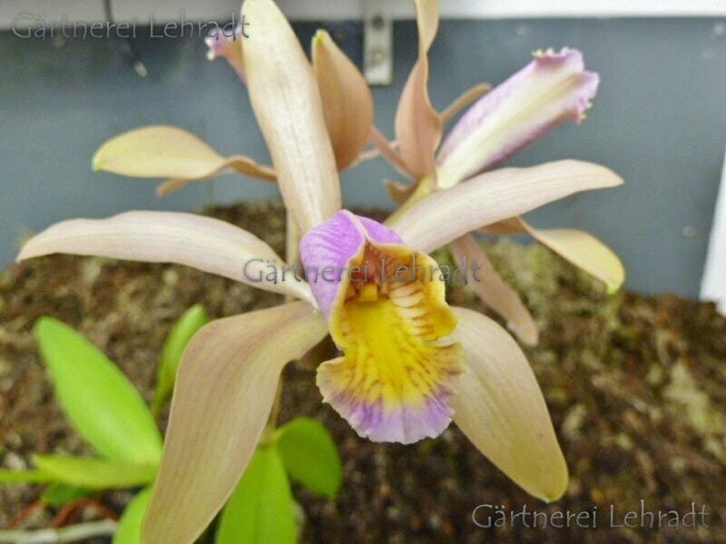 C)  Cattleya forbesii