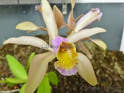 C)  Cattleya forbesii