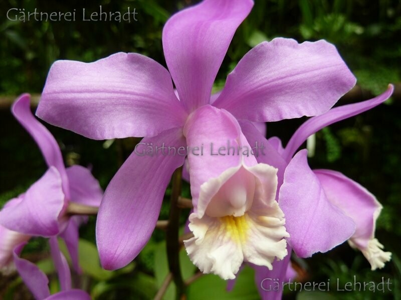 Cattleya loddigesii Cattleya loddigesii