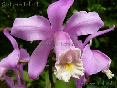 Cattleya loddigesii Cattleya loddigesii