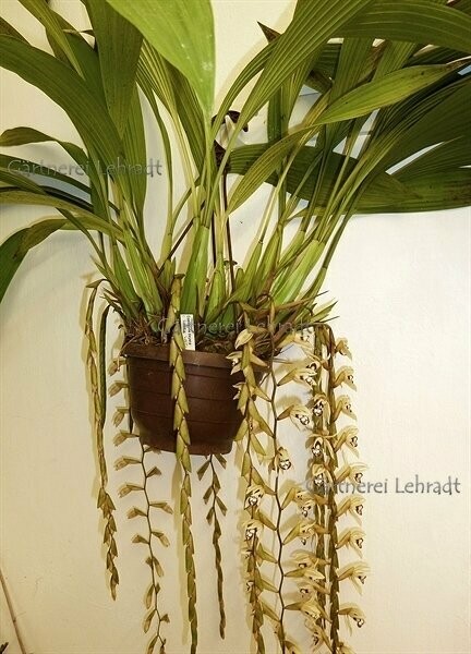 Coelogyne pulverula Syn. dayana Coelogyne pulverula Syn. dayana
