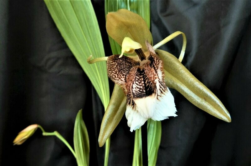 Coelogyne speciosa Coelogyne speciosa
