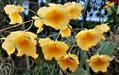 Dendrobium aggregatum Dendrobium aggregatum
