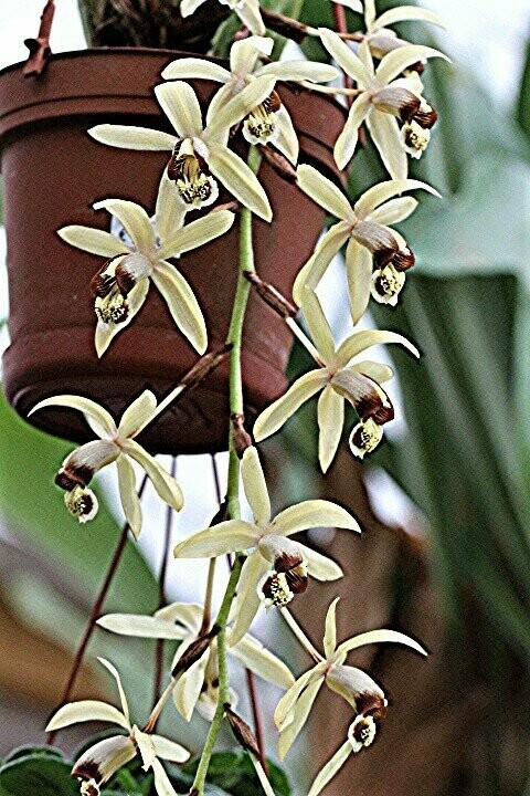 Coelogyne massangeana