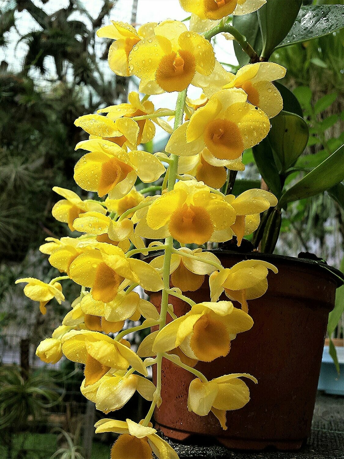 Dendrobium griffithianum Dendrobium griffithianum