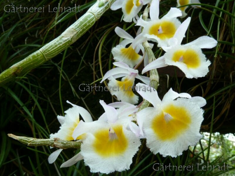 Dendrobium parishii Dendrobium parishii