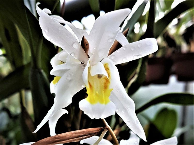 Coelogyne intermedia