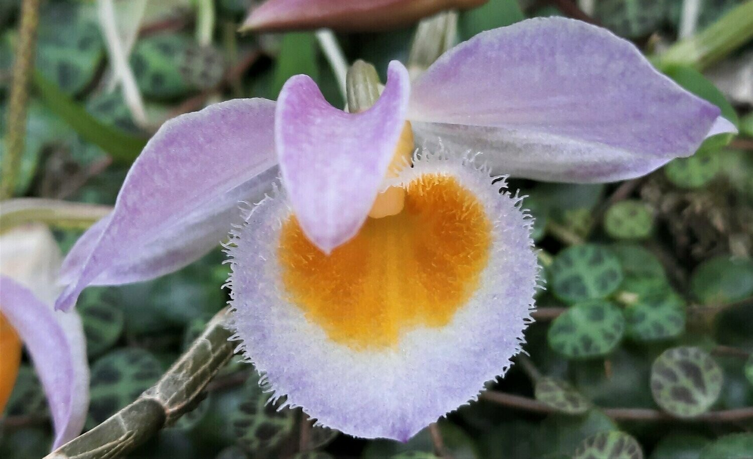Dendrobium loddigesii